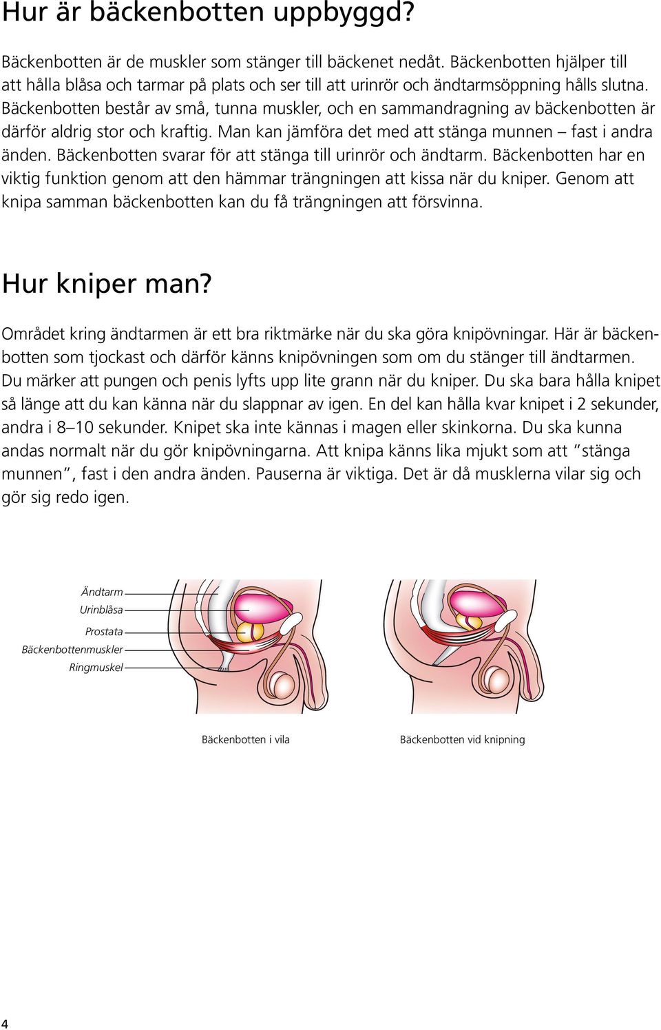 Bäckenbotten består av små, tunna muskler, och en sammandragning av bäckenbotten är därför aldrig stor och kraftig. Man kan jämföra det med att stänga munnen fast i andra änden.