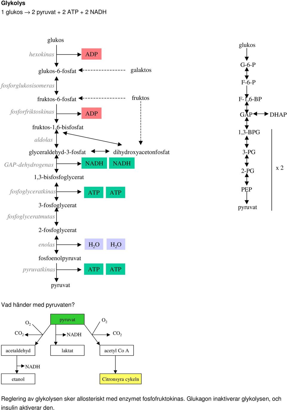 fosfoglyceratkinas ATP ATP PEP 3-fosfoglycerat fosfoglyceratmutas pyruvat 2-fosfoglycerat enolas 2 2 fosfoenolpyruvat pyruvatkinas ATP ATP pyruvat Vad händer med pyruvaten?