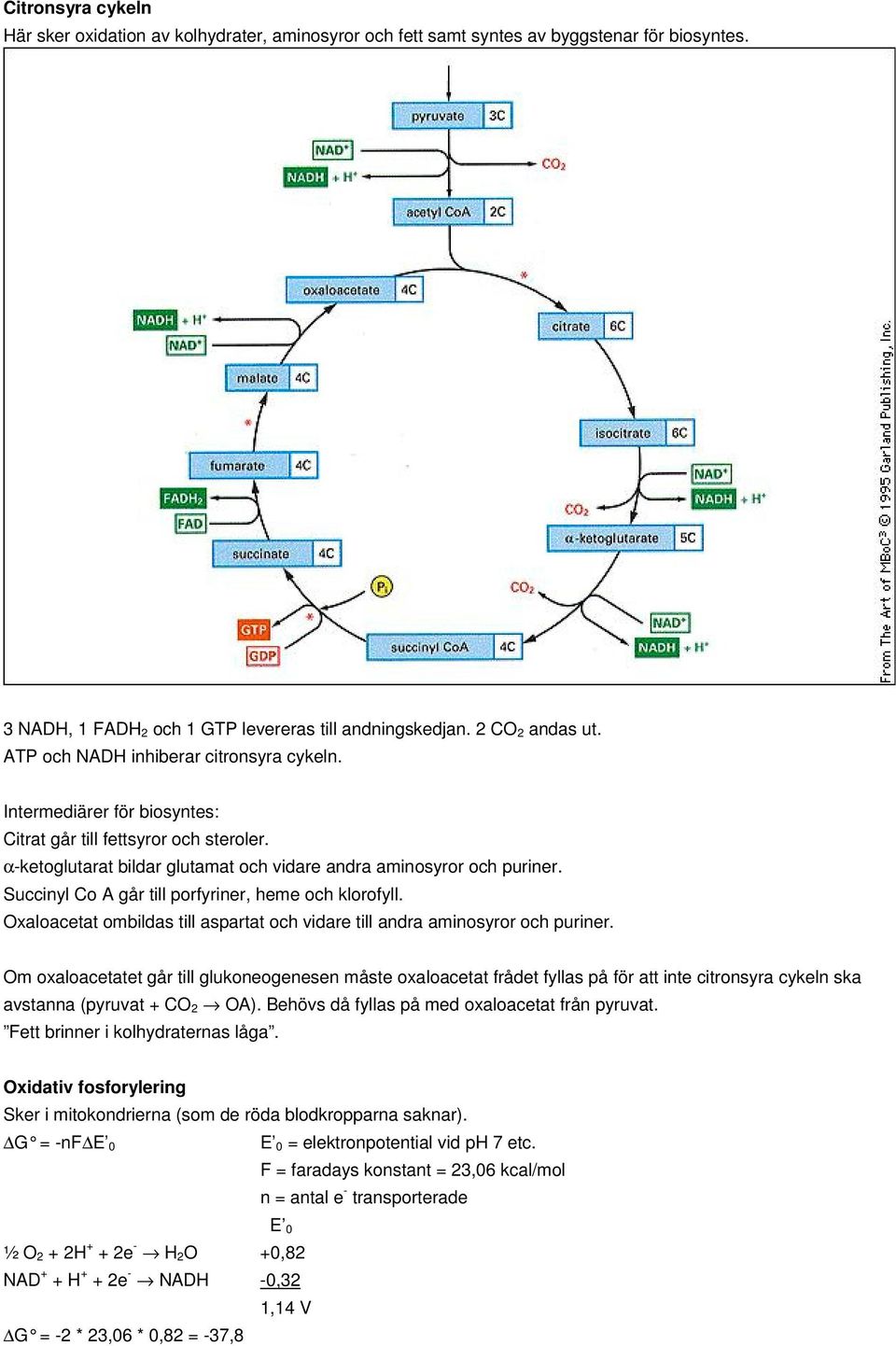 Succinyl o A går till porfyriner, heme och klorofyll. xaloacetat ombildas till aspartat och vidare till andra aminosyror och puriner.