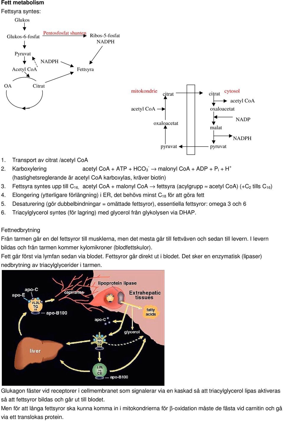 Karboxylering acetyl oa + ATP + - 3 malonyl oa + ADP + P i + + (hastighetsreglerande är acetyl oa karboxylas, kräver biotin) 3.