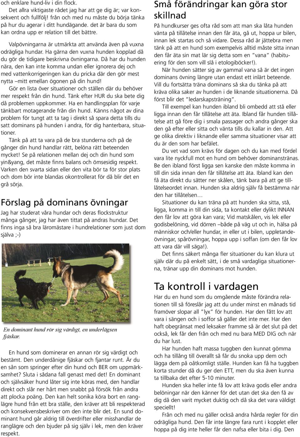 Ha gärna den vuxna hunden kopplad då du gör de tidigare beskrivna övningarna.