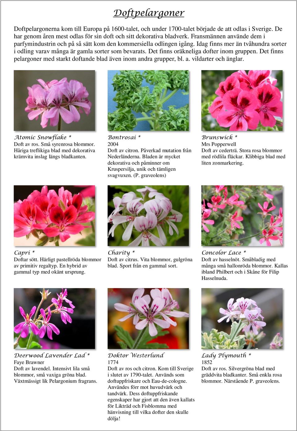 Det finns oräkneliga dofter inom gruppen. Det finns pelargoner med starkt doftande blad även inom andra grupper, bl. a. vildarter och änglar. Atomic Snowflake * Doft av ros. Små syrenrosa blommor.