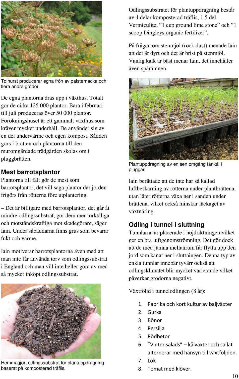 Tolhurst producerar egna frön av palsternacka och flera andra grödor. De egna plantorna dras upp i växthus. Totalt gör de cirka 125 000 plantor.