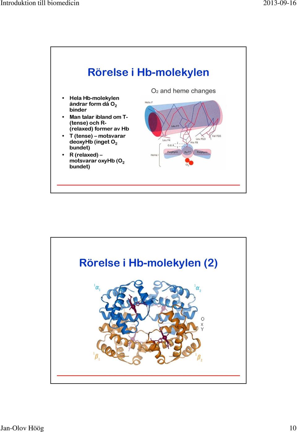 Hb T (tense) motsvarar deoxyhb (inget O 2 bundet) R (relaxed)