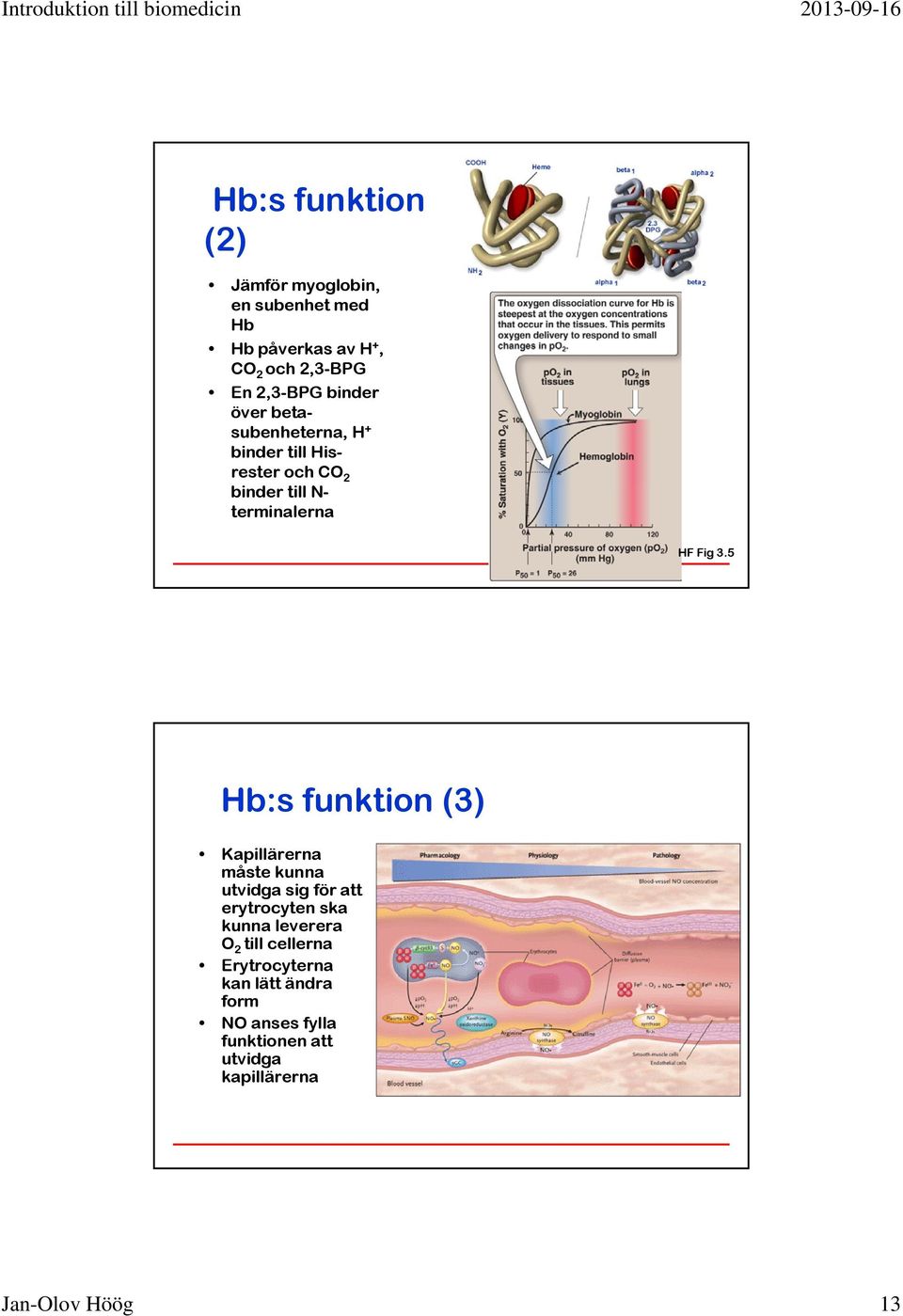 5 Hb:s funktion (3) Kapillärerna måste kunna utvidga sig för att erytrocyten ska kunna leverera O 2 till