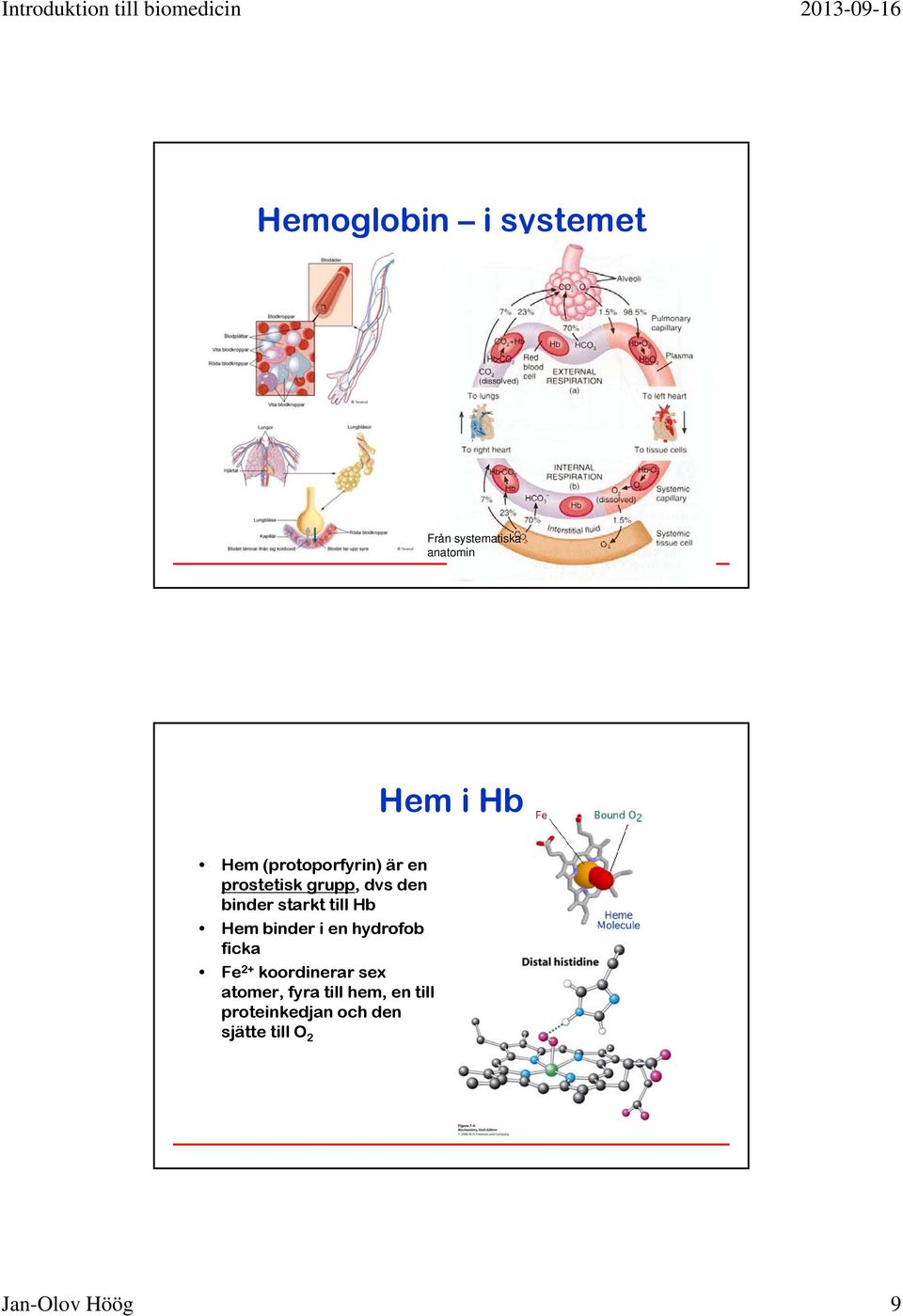 Hb Hem binder i en hydrofob ficka Fe 2+ koordinerar sex atomer,