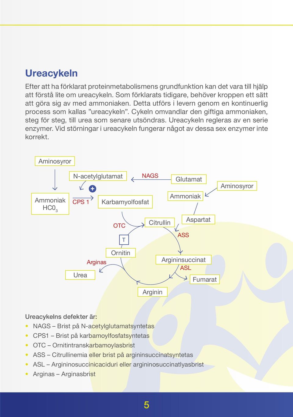 Cykeln omvandlar den giftiga ammoniaken, steg för steg, till urea som senare utsöndras. Ureacykeln regleras av en serie enzymer.