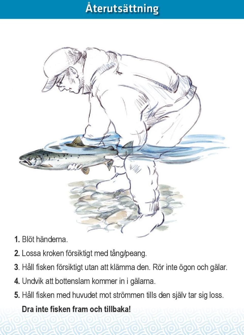 Undvik att bottenslam kommer in i gälarna. 5.