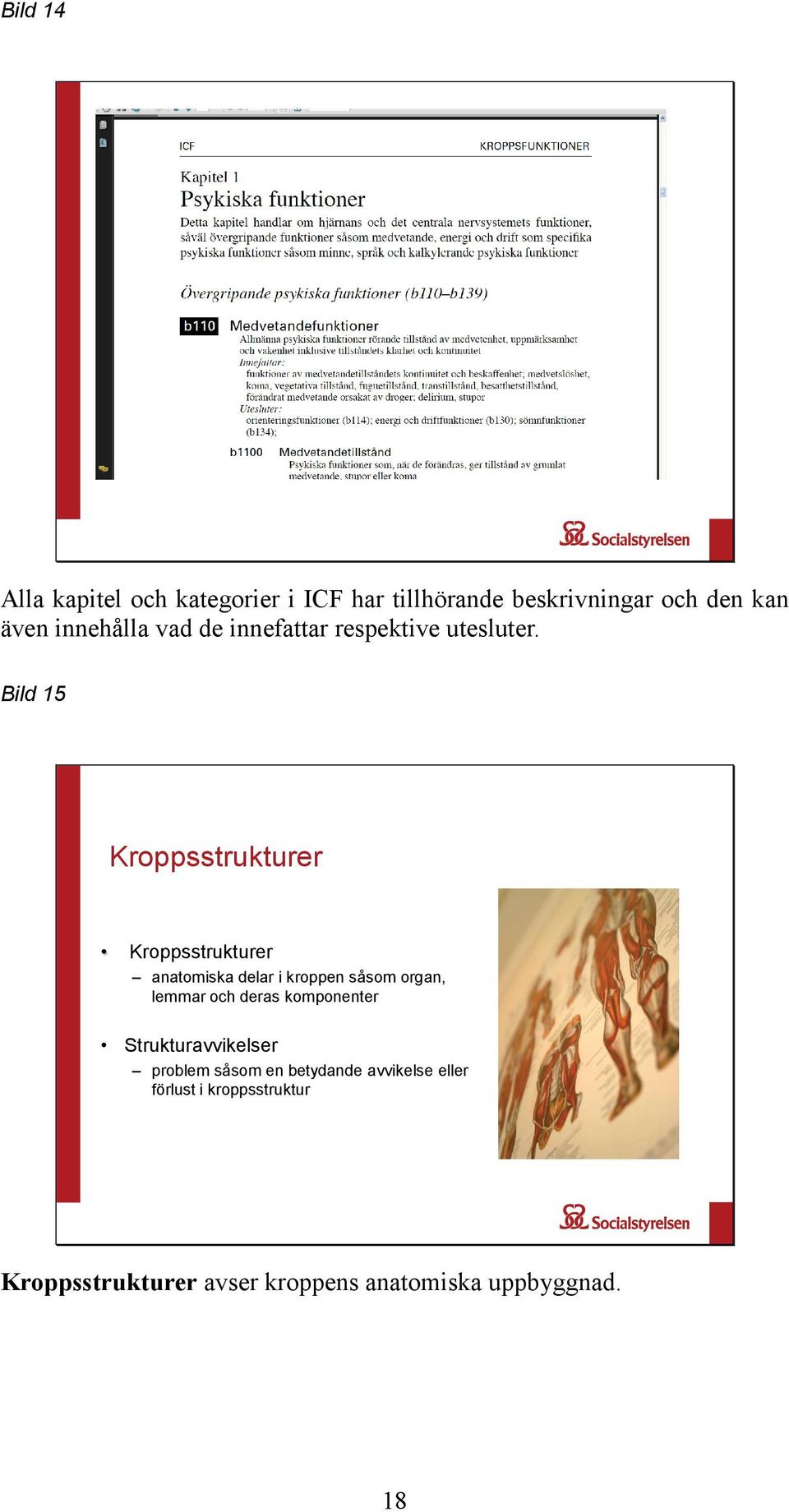 Bild 15 Kroppsstrukturer Kroppsstrukturer anatomiska delar i kroppen såsom organ, lemmar och deras