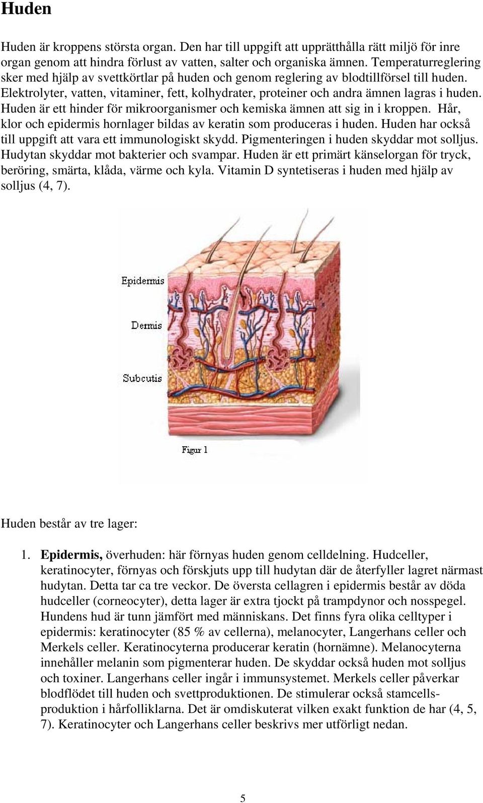 Elektrolyter, vatten, vitaminer, fett, kolhydrater, proteiner och andra ämnen lagras i huden. Huden är ett hinder för mikroorganismer och kemiska ämnen att sig in i kroppen.