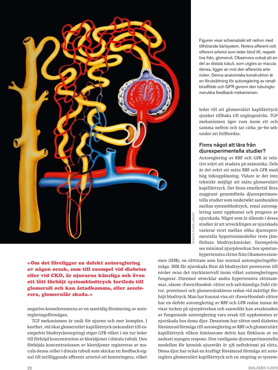 Denna anatomiska konstruktion är en förutsättning för autoreglering av renalt blodflöde och GFR genom den tubuloglomerulära feedback-mekanismen.