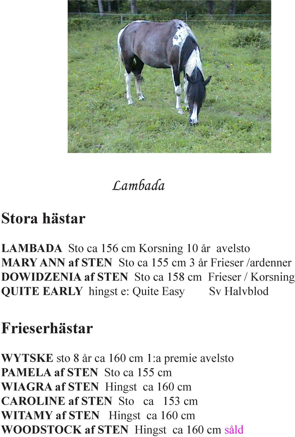 Frieserhästar WYTSKE sto 8 år ca 160 cm 1:a premie avelsto PAMELA af STEN Sto ca 155 cm WIAGRA af STEN Hingst