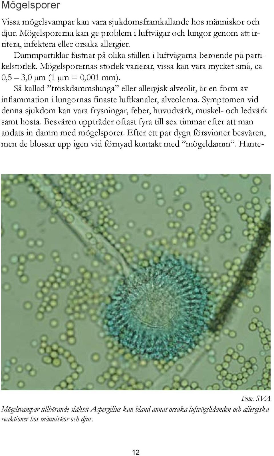 Så kallad tröskdammslunga eller allergisk alveolit, är en form av inflammation i lungornas finaste luftkanaler, alveolerna.