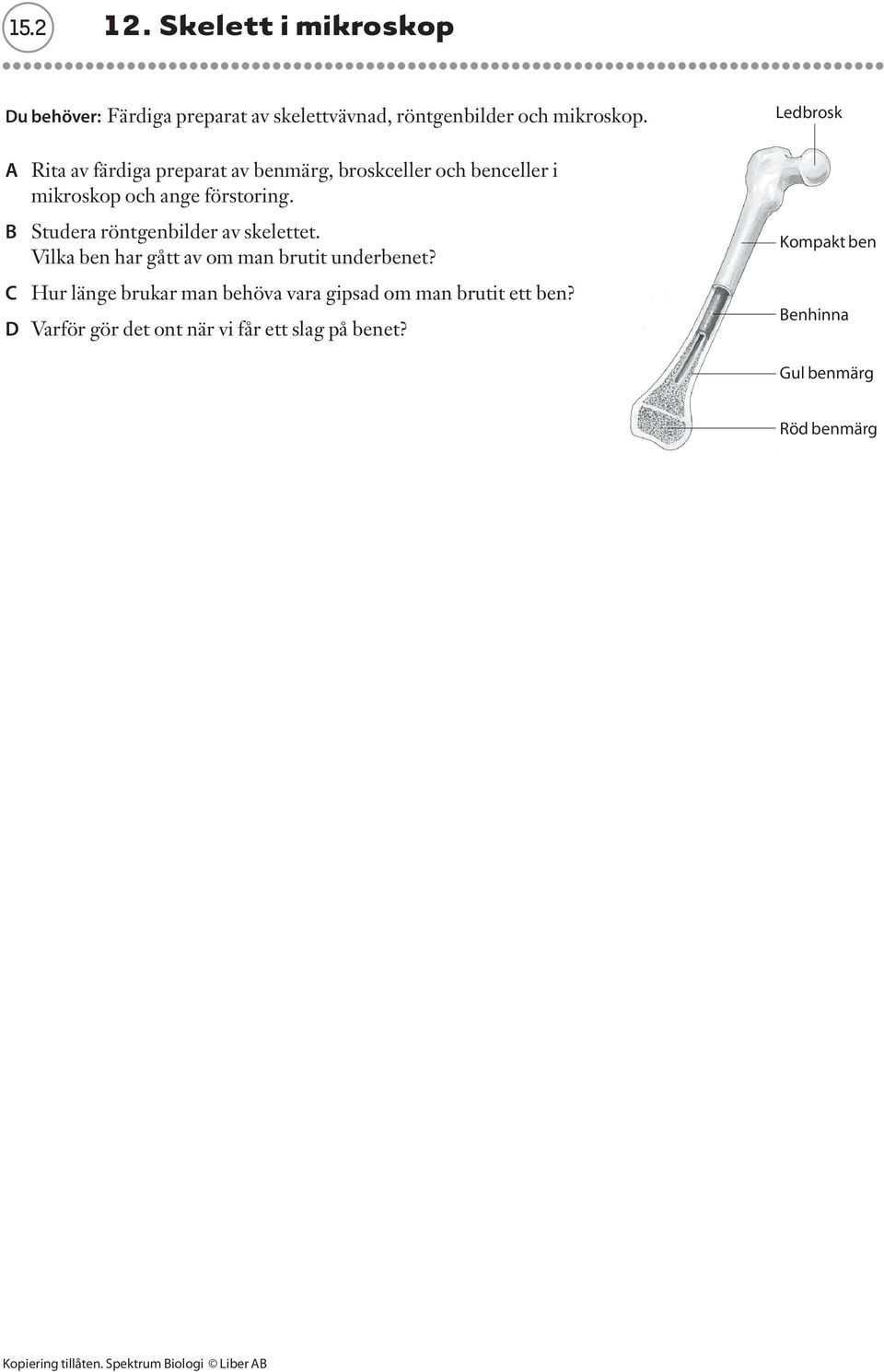 B Studera röntgenbilder av skelettet. Vilka ben har gått av om man brutit underbenet?