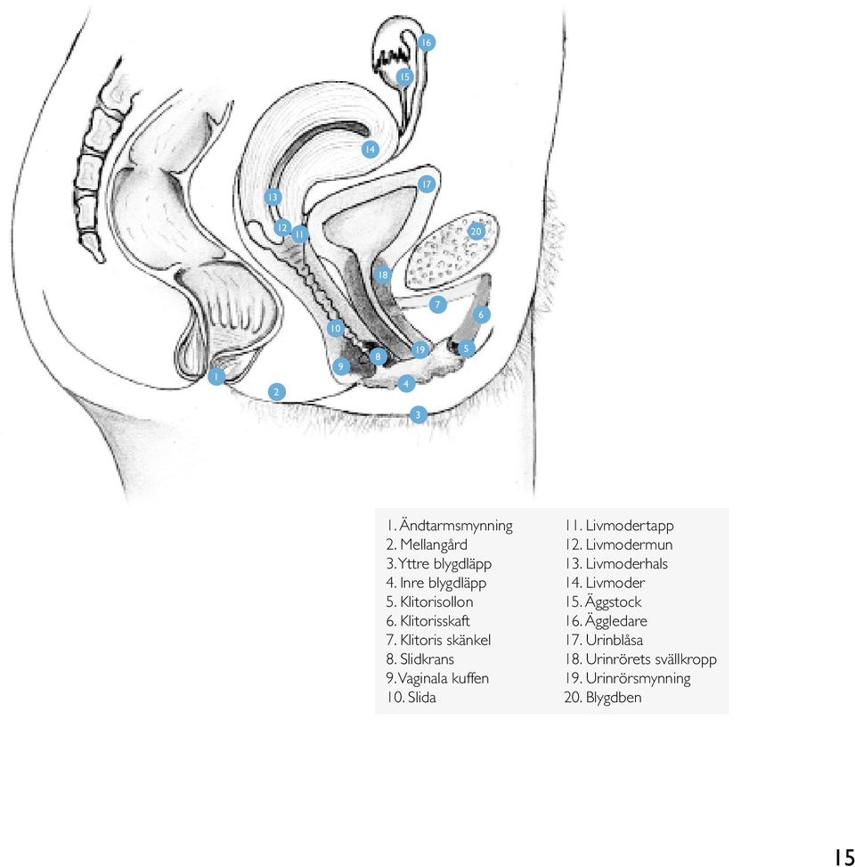 Slidkrans 9. Vaginala kuffen 10. Slida 11. Livmodertapp 12. Livmodermun 13. Livmoderhals 14.