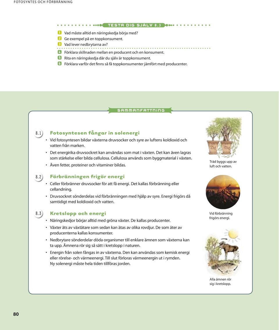 sammanfattning 8.1 8.2 8.3 Fotosyntesen fångar in solenergi Vid fotosyntesen bildar växterna druvsocker och syre av luftens koldioxid och vatten från marken.