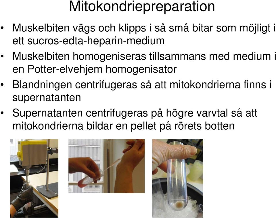 Potter-elvehjem homogenisator Blandningen centrifugeras så att mitokondrierna finns i