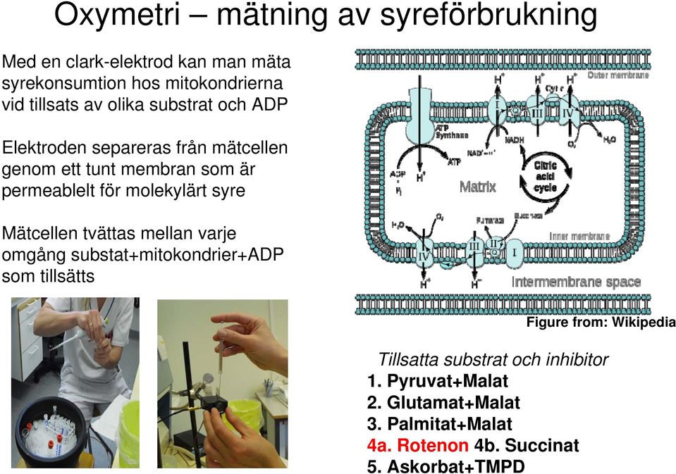 molekylärt syre Mätcellen tvättas mellan varje omgång substat+mitokondrier+adp som tillsätts Figure from: Wikipedia