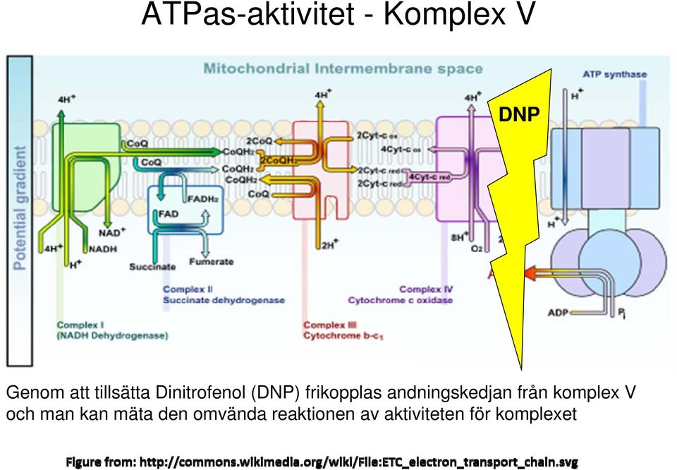 andningskedjan från komplex V och man kan