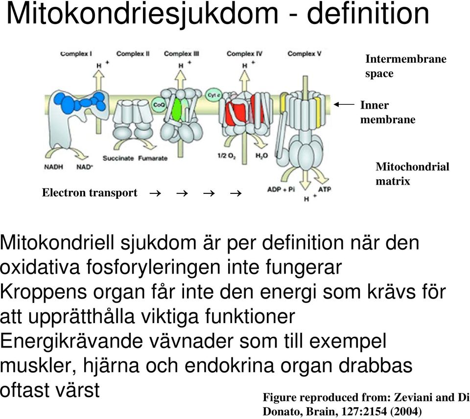 upprätthålla viktiga funktioner Energikrävande vävnader som till exempel muskler, hjärna och endokrina organ drabbas oftast