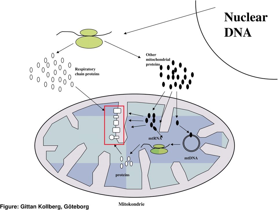 proteins mtrna mtdna proteins