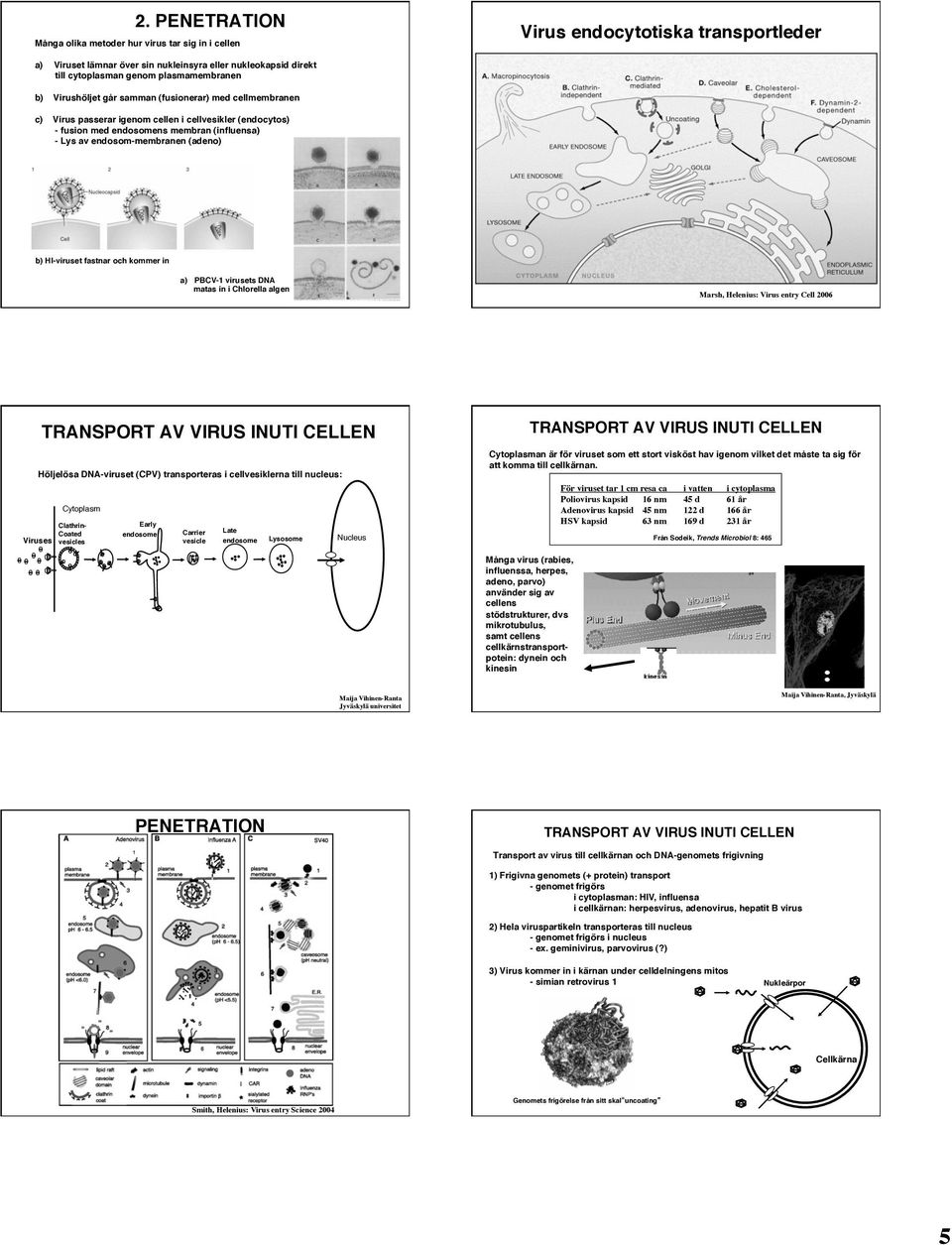 transportleder b) HI-viruset fastnar och kommer in a) PBCV-1 virusets DNA matas in i Chlorella algen Marsh, Helenius: Virus entry Cell 2006 TRANSPORT AV VIRUS INUTI CELLEN Höljelösa DNA-viruset (CPV)