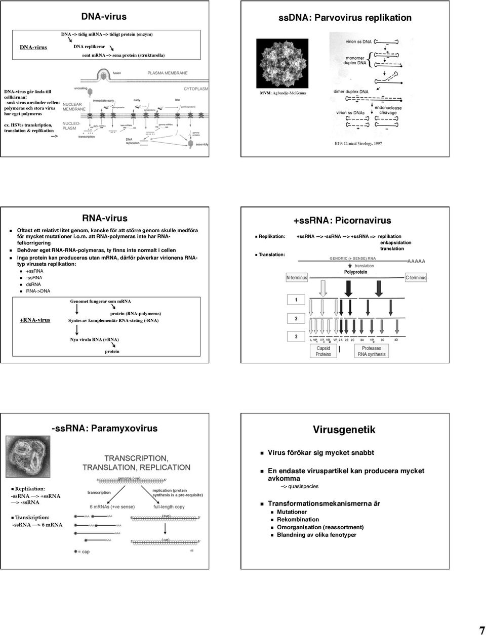 HSV:s transkription, translation & replikation > B19: Clinical Virology, 1997 RNA-virus Oftast ett relativt litet genom,