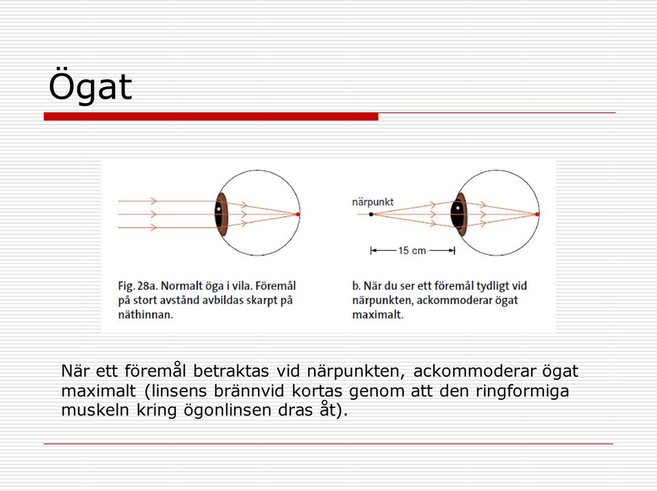 (linsens brännvid kortas genom att den