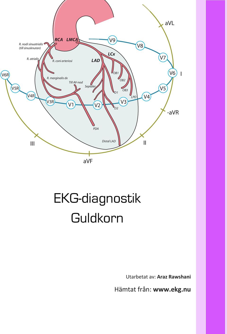 marginalis dx Till AV-nod V3R V1 Septaler V2 OB1 OB2 OB3 D1 D2 V3 LPD V4 V5