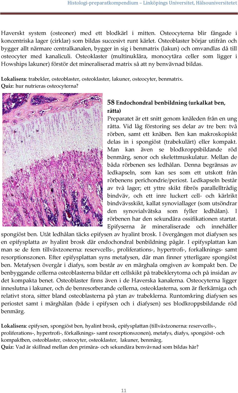 Osteoklaster (multinuklära, monocytära celler som ligger i Howships lakuner) förstör det mineraliserad matrix så att ny benvävnad bildas.
