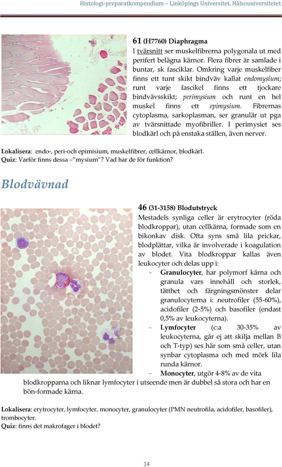 Fibrernas cytoplasma, sarkoplasman, ser granulär ut pga av tvärsnittade myofibriller. I perimysiet ses blodkärl och på enstaka ställen, även nerver.