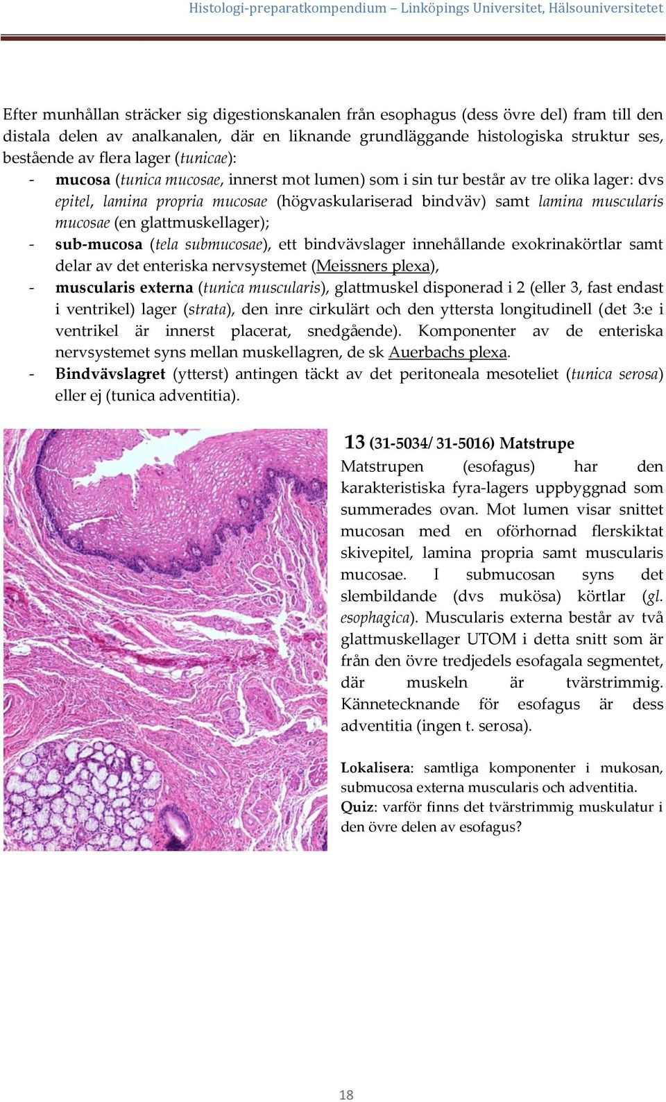 (en glattmuskellager); - sub-mucosa (tela submucosae), ett bindvävslager innehållande exokrinakörtlar samt delar av det enteriska nervsystemet (Meissners plexa), - muscularis externa (tunica