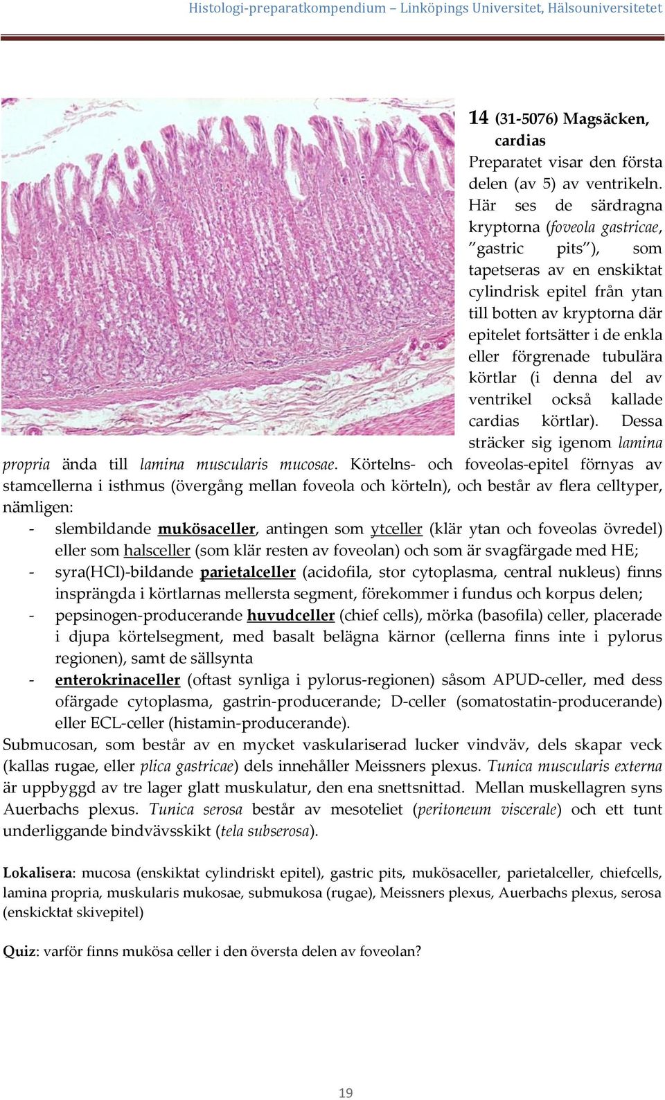 förgrenade tubulära körtlar (i denna del av ventrikel också kallade cardias körtlar). Dessa sträcker sig igenom lamina propria ända till lamina muscularis mucosae.