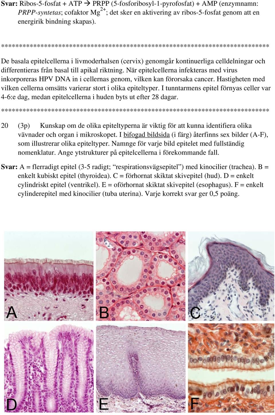 När epitelcellerna infekteras med virus inkorporeras HPV DNA in i cellernas genom, vilken kan förorsaka cancer. Hastigheten med vilken cellerna omsätts varierar stort i olika epiteltyper.