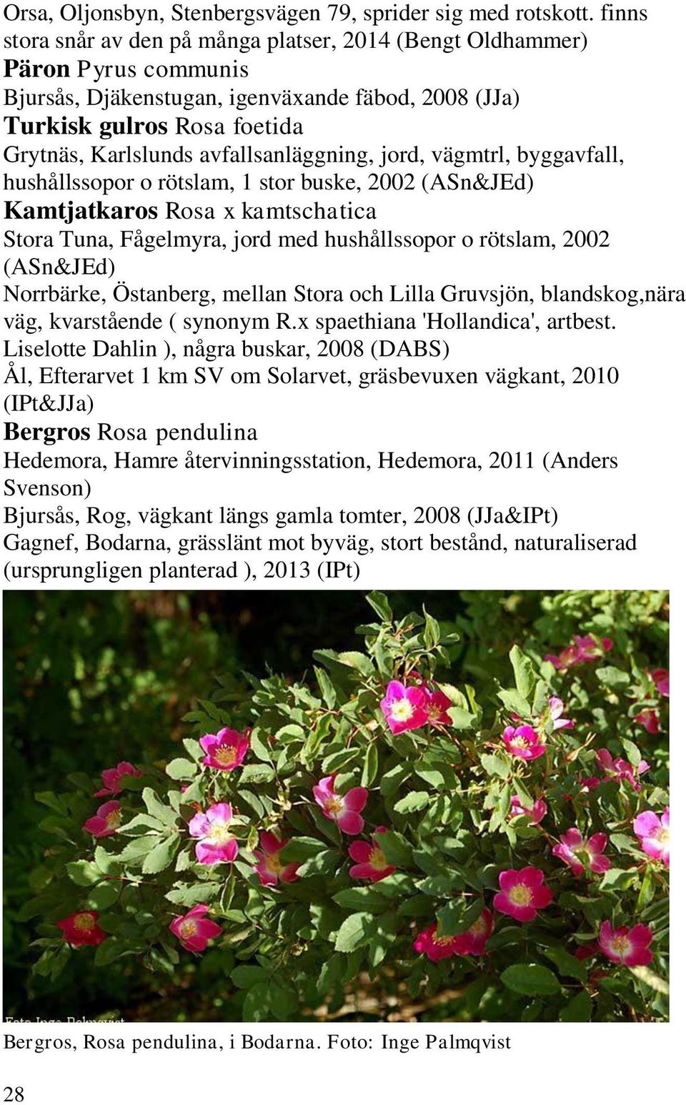 buske, 2002 Kamtjatkaros Rosa x kamtschatica Norrbärke, Östanberg, mellan Stora och Lilla Gruvsjön, blandskog,nära väg, kvarstående ( synonym R.x spaethiana 'Hollandica', artbest.