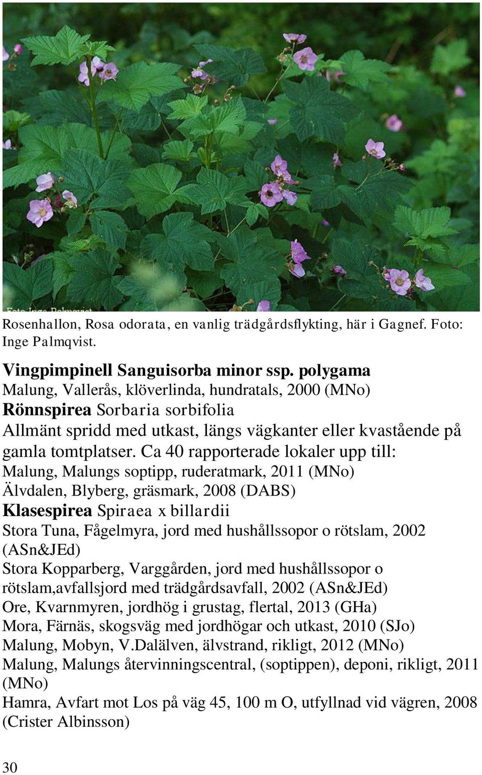 Ca 40 rapporterade lokaler upp till: Malung, Malungs soptipp, ruderatmark, 2011 (MNo) Älvdalen, Blyberg, gräsmark, 2008 (DABS) Klasespirea Spiraea x billardii rötslam,avfallsjord med trädgårdsavfall,