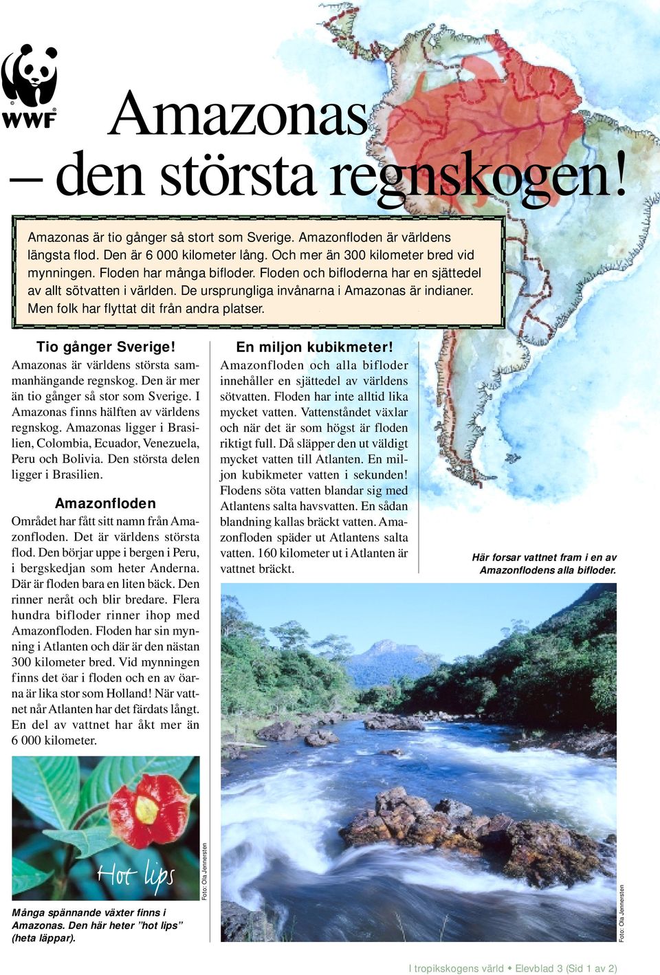 Tio gånger Sverige! Amazonas är världens största sammanhängande regnskog. Den är mer än tio gånger så stor som Sverige. I Amazonas finns hälften av världens regnskog.