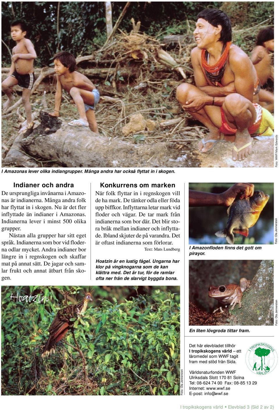 Andra indianer bor längre in i regnskogen och skaffar mat på annat sätt. De jagar och samlar frukt och annat ätbart från skogen.
