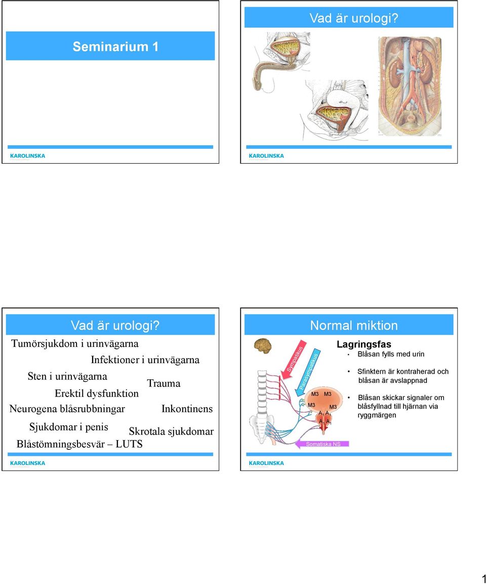 blåsrubbningar Inkontinens Sjukdomar i penis Skrotala sjukdomar Blåstömningsbesvär LUTS Sympatikus Normal