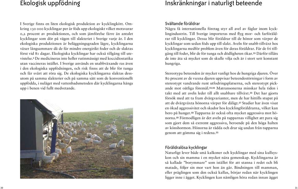 I den ekologiska produktionen är beläggningsgraden lägre, kycklingarna växer långsammare då de får mindre energirikt foder och de slaktas först vid 81 dagar.