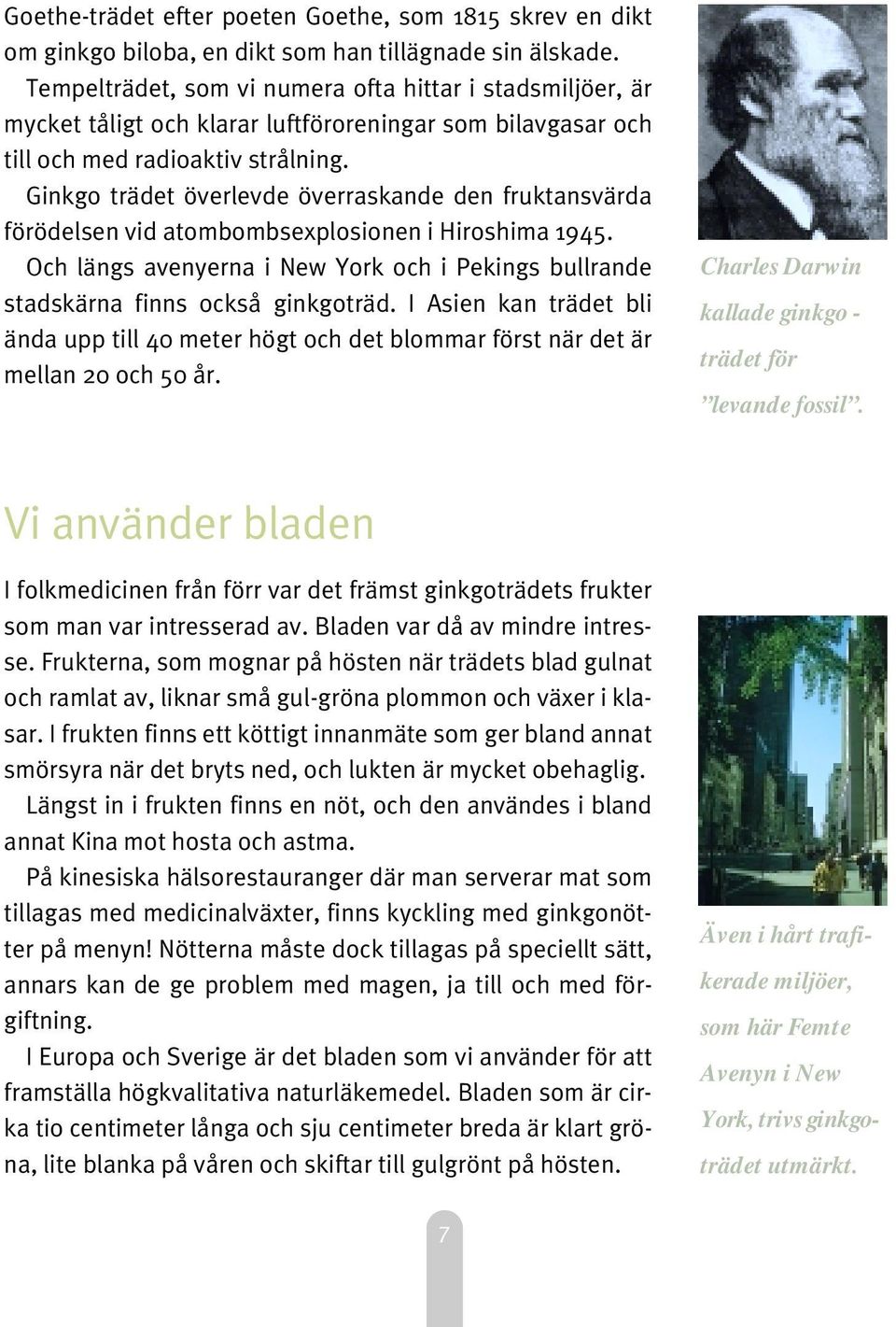 Ginkgo trädet överlevde överraskande den fruktansvärda förödelsen vid atombombsexplosionen i Hiroshima 1945. Och längs avenyerna i New York och i Pekings bullrande stadskärna finns också ginkgoträd.