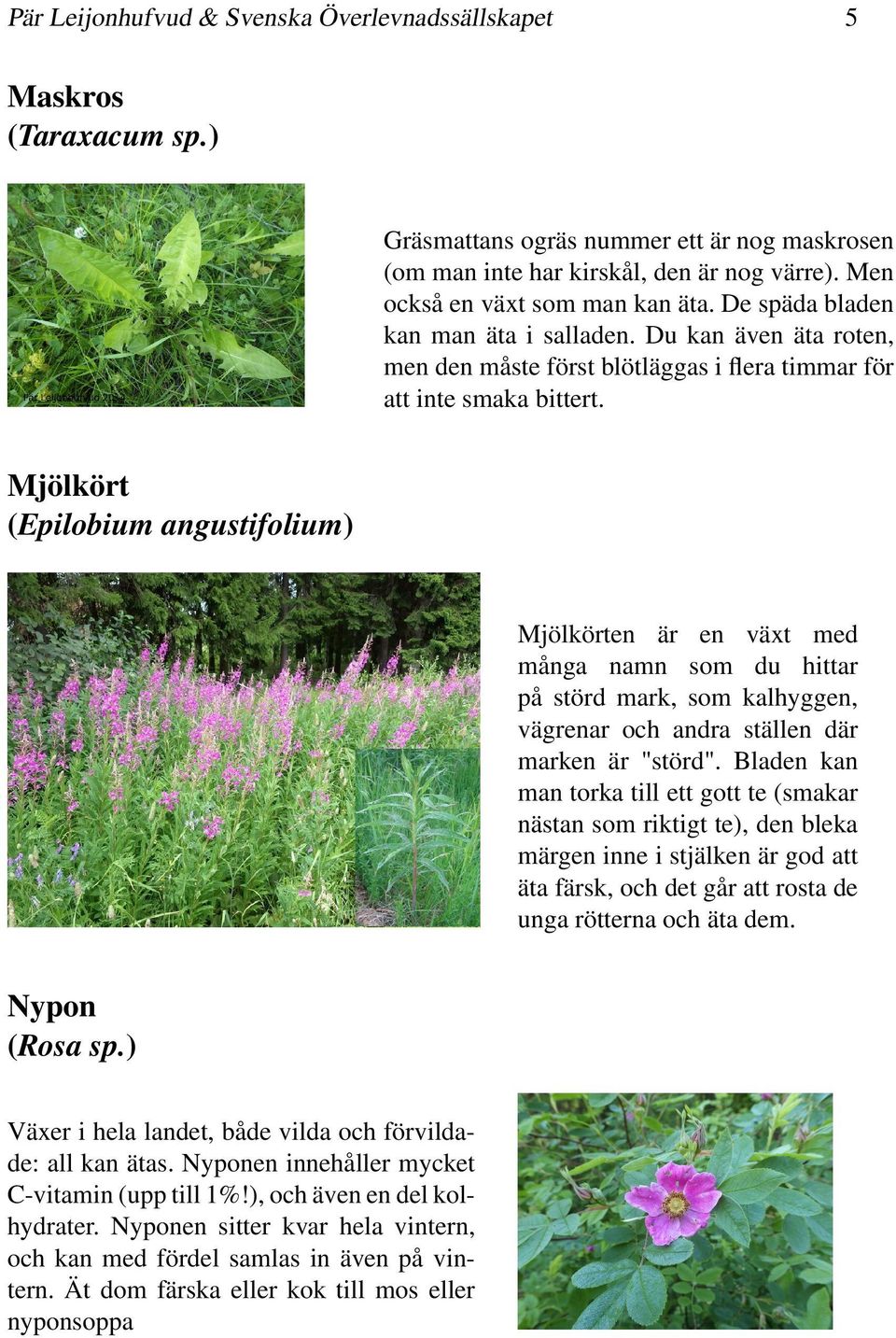 Mjölkört (Epilobium angustifolium) Mjölkörten är en växt med många namn som du hittar på störd mark, som kalhyggen, vägrenar och andra ställen där marken är "störd".