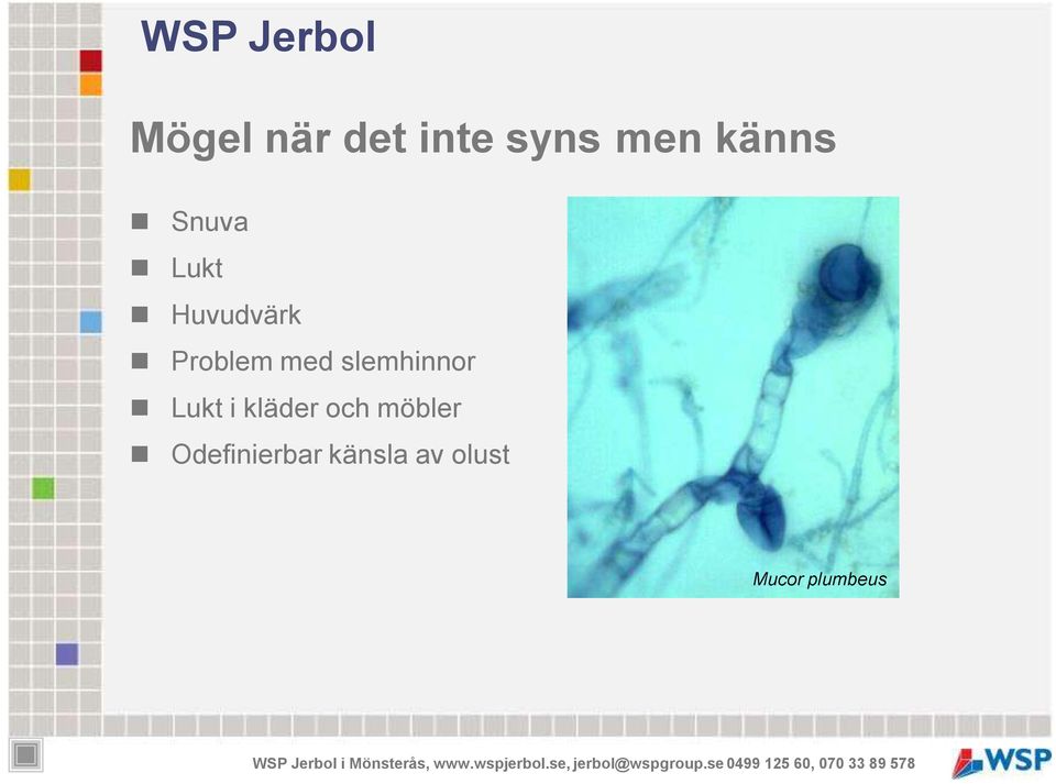 slemhinnor Lukt i kläder och möbler