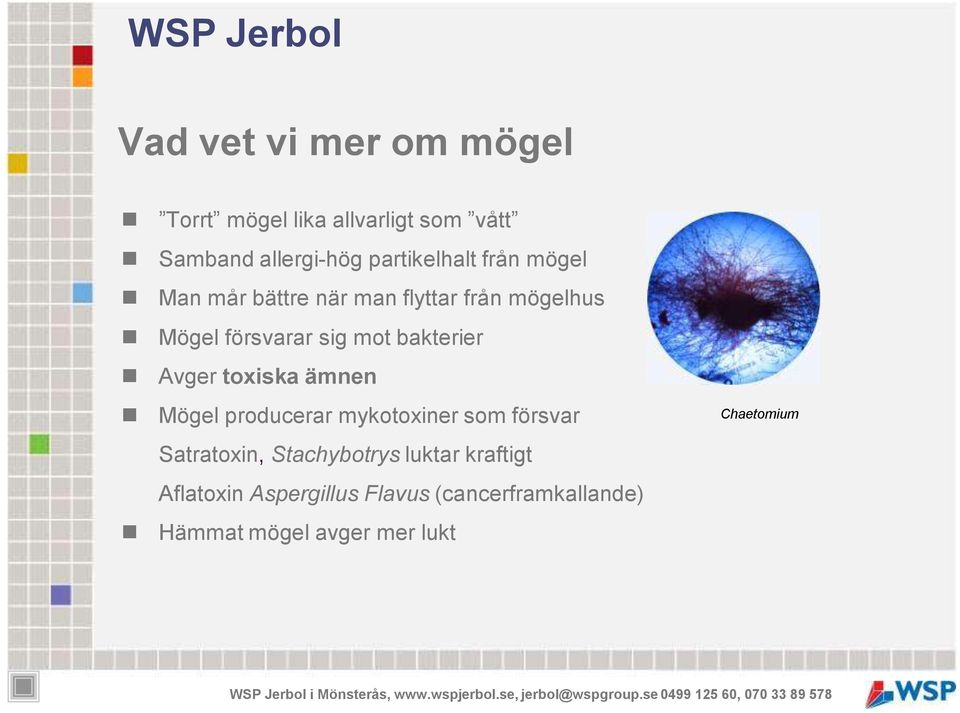 Avger toxiska ämnen Mögel producerar mykotoxiner som försvar Satratoxin, Stachybotrys luktar