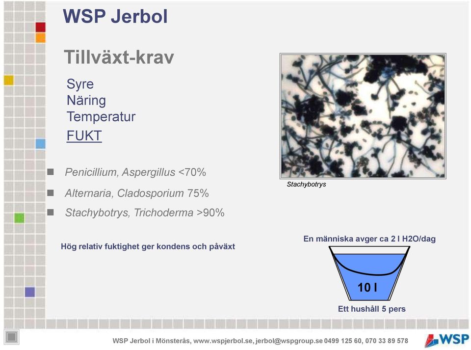 Trichoderma >90% Stachybotrys Hög relativ fuktighet ger