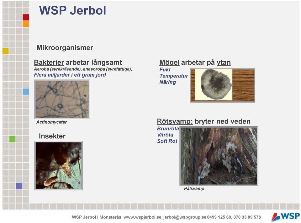 gram jord Mögel arbetar på ytan Fukt Temperatur Näring