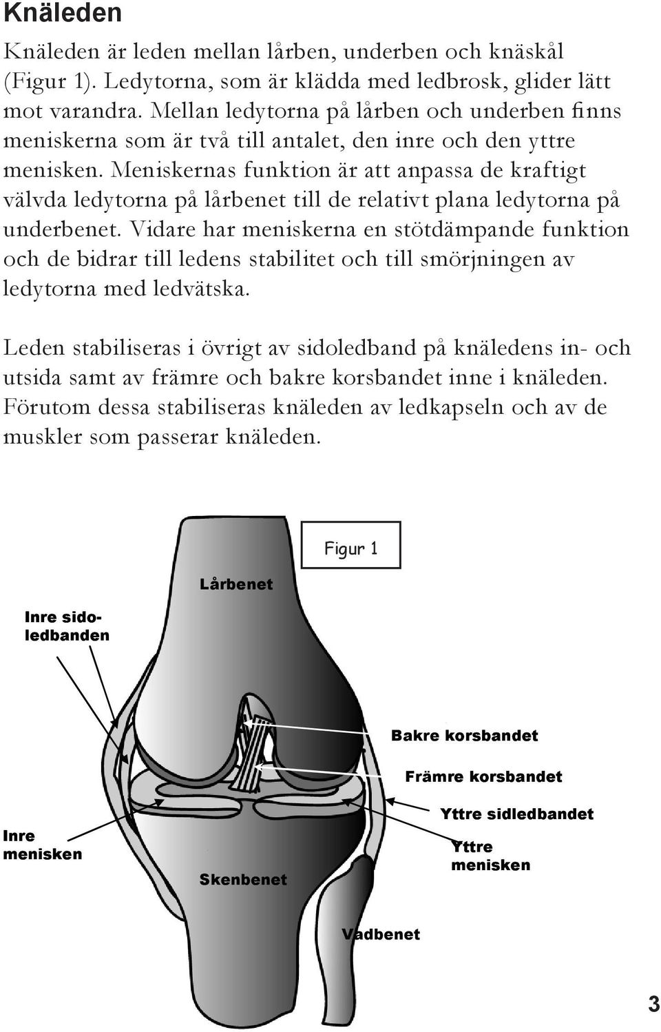 Meniskernas funktion är att anpassa de kraftigt välvda ledytorna på lårbenet till de relativt plana ledytorna på underbenet.