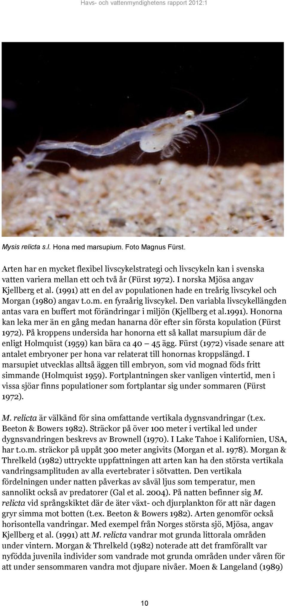 Den variabla livscykellängden antas vara en buffert mot förändringar i miljön (Kjellberg et al.1991). Honorna kan leka mer än en gång medan hanarna dör efter sin första kopulation (Fürst 1972).