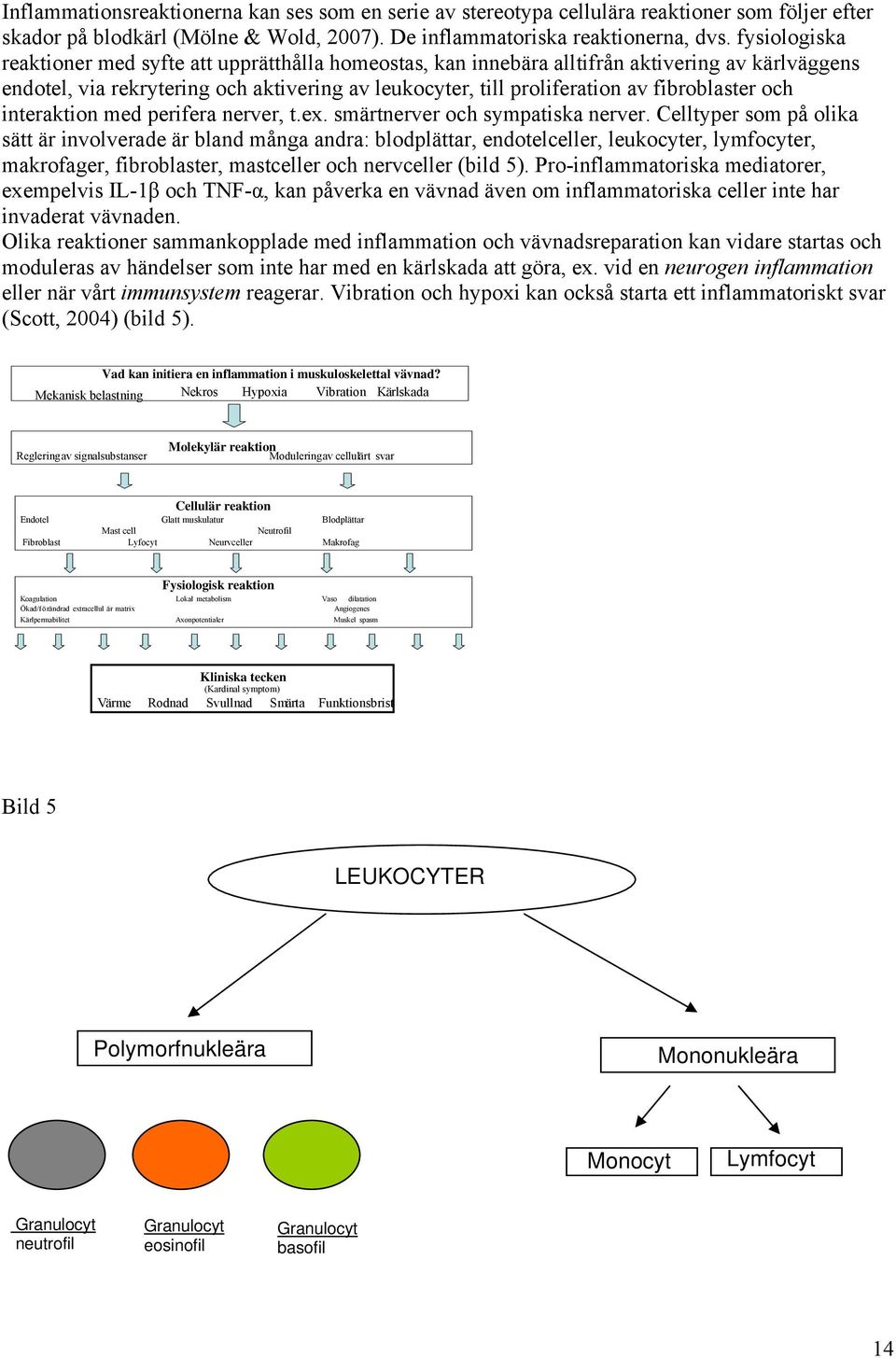 fibroblaster och interaktion med perifera nerver, t.ex. smärtnerver och sympatiska nerver.