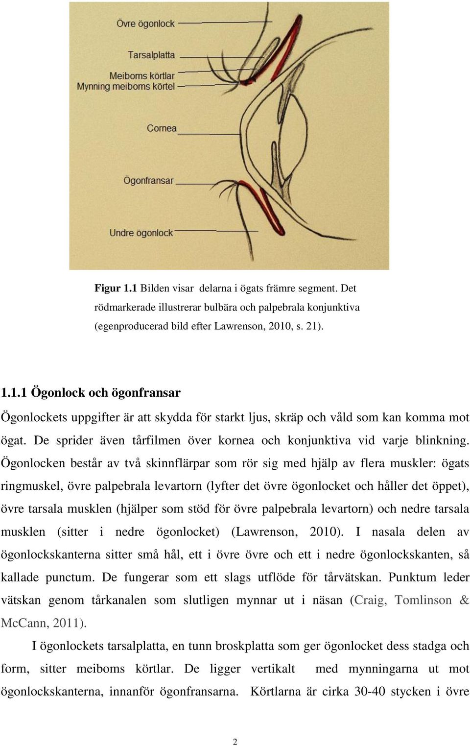 Ögonlocken består av två skinnflärpar som rör sig med hjälp av flera muskler: ögats ringmuskel, övre palpebrala levartorn (lyfter det övre ögonlocket och håller det öppet), övre tarsala musklen